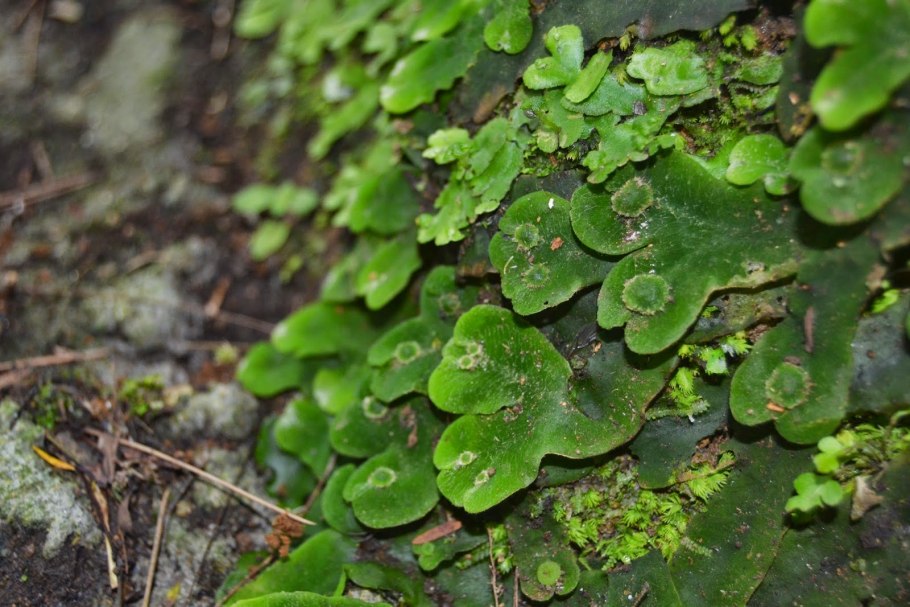 Маршанция царство