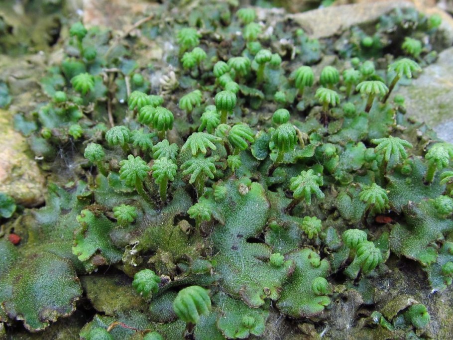 Риччия и маршанция