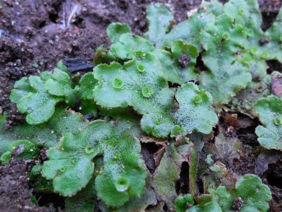 Маршанция мох