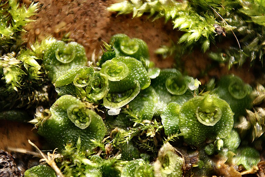 Маршанция мох