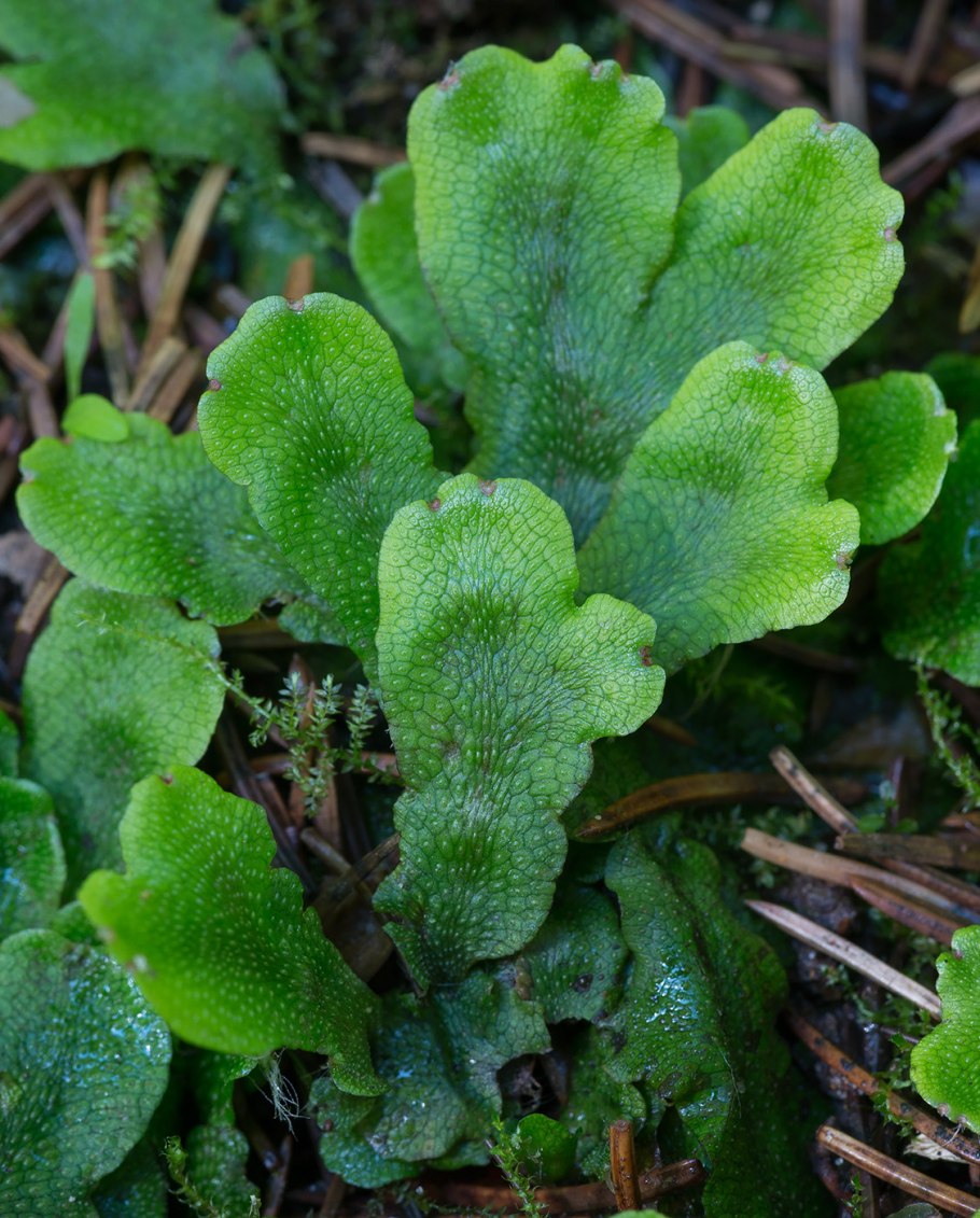 Печеночный мох маршанция