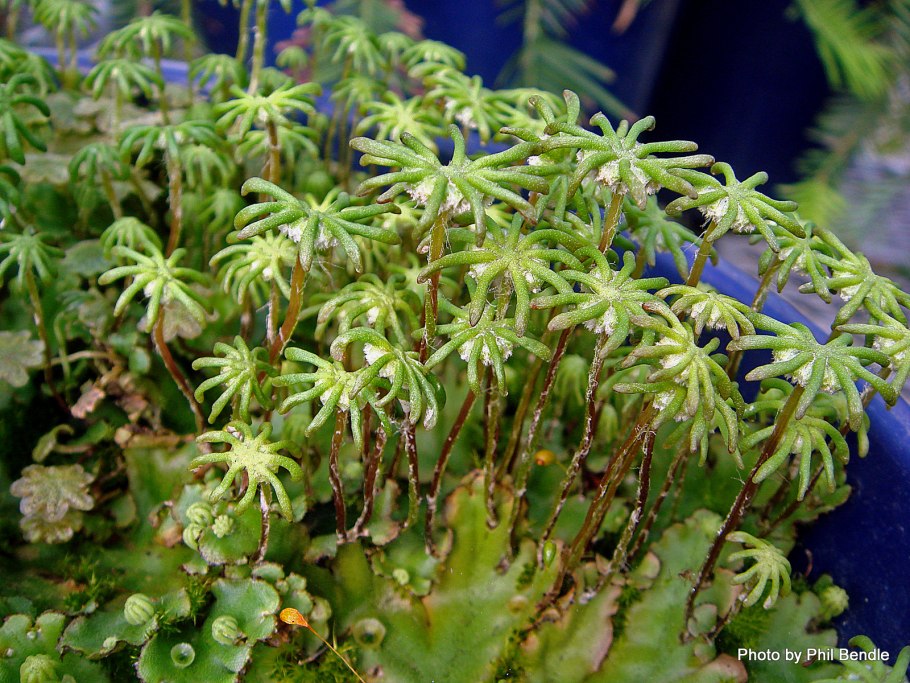 Кармин моховидный