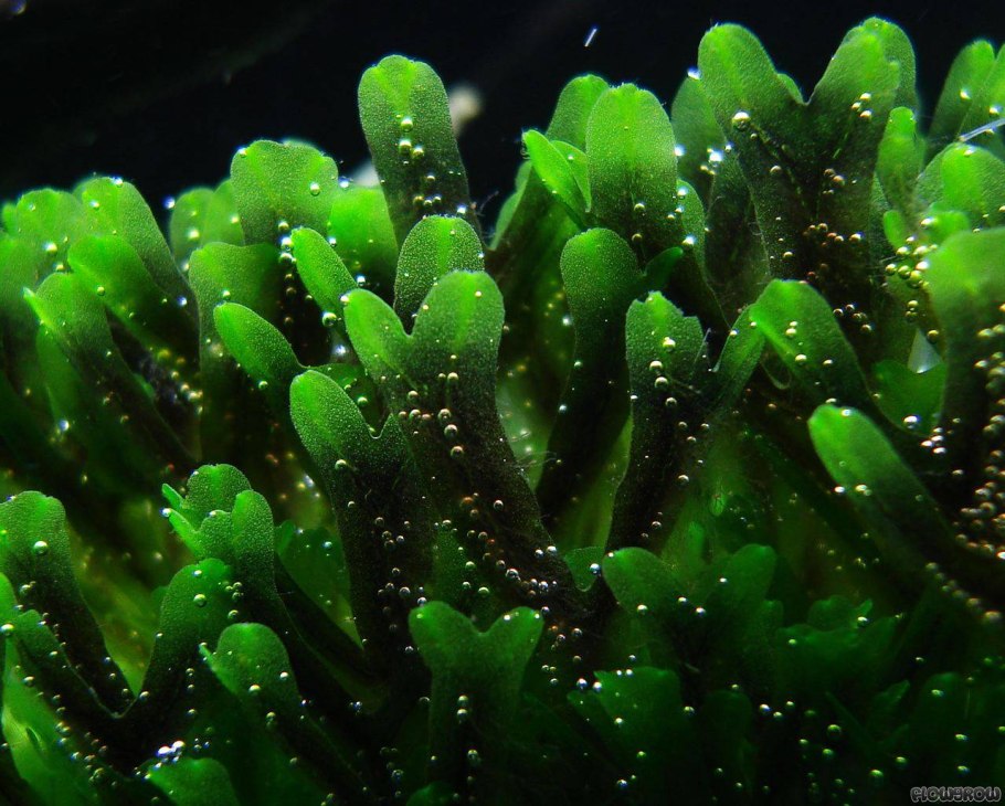 Риччия и маршанция