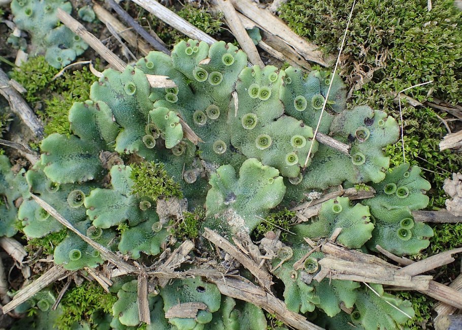 Маршанциевые виды растений