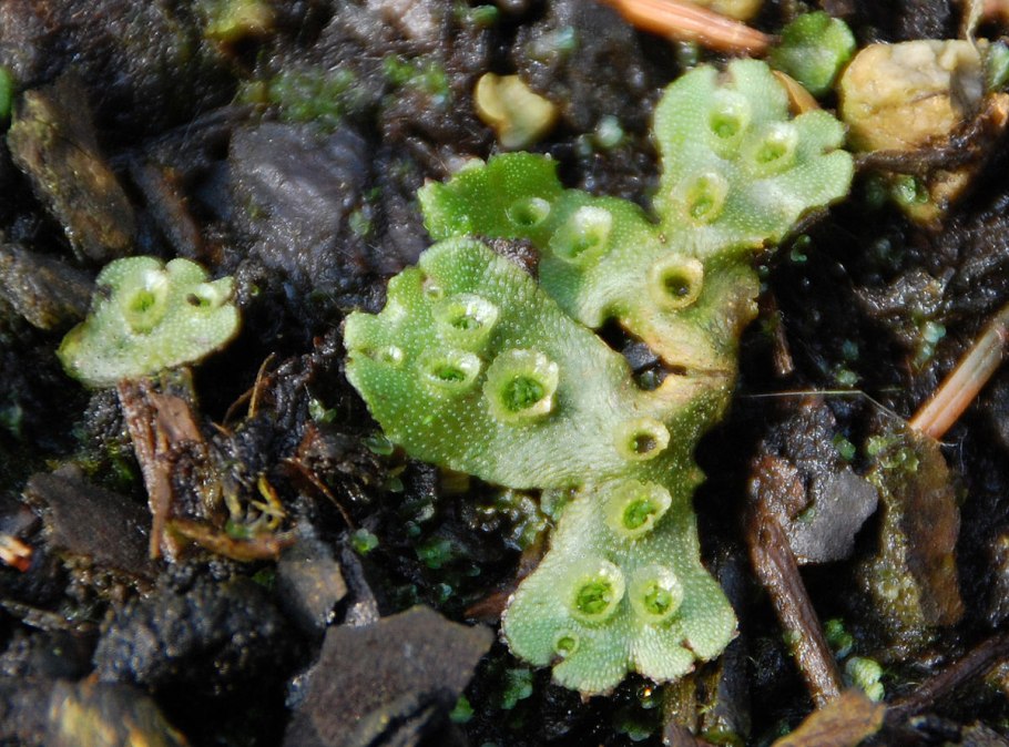 Маршанция папоротник