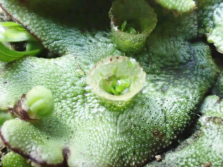 Маршанция полиморфная