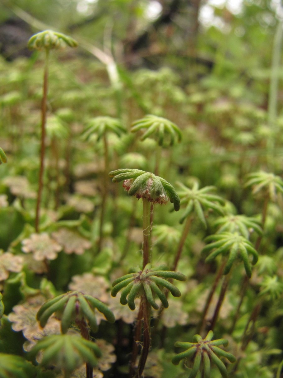 Маршанция мох