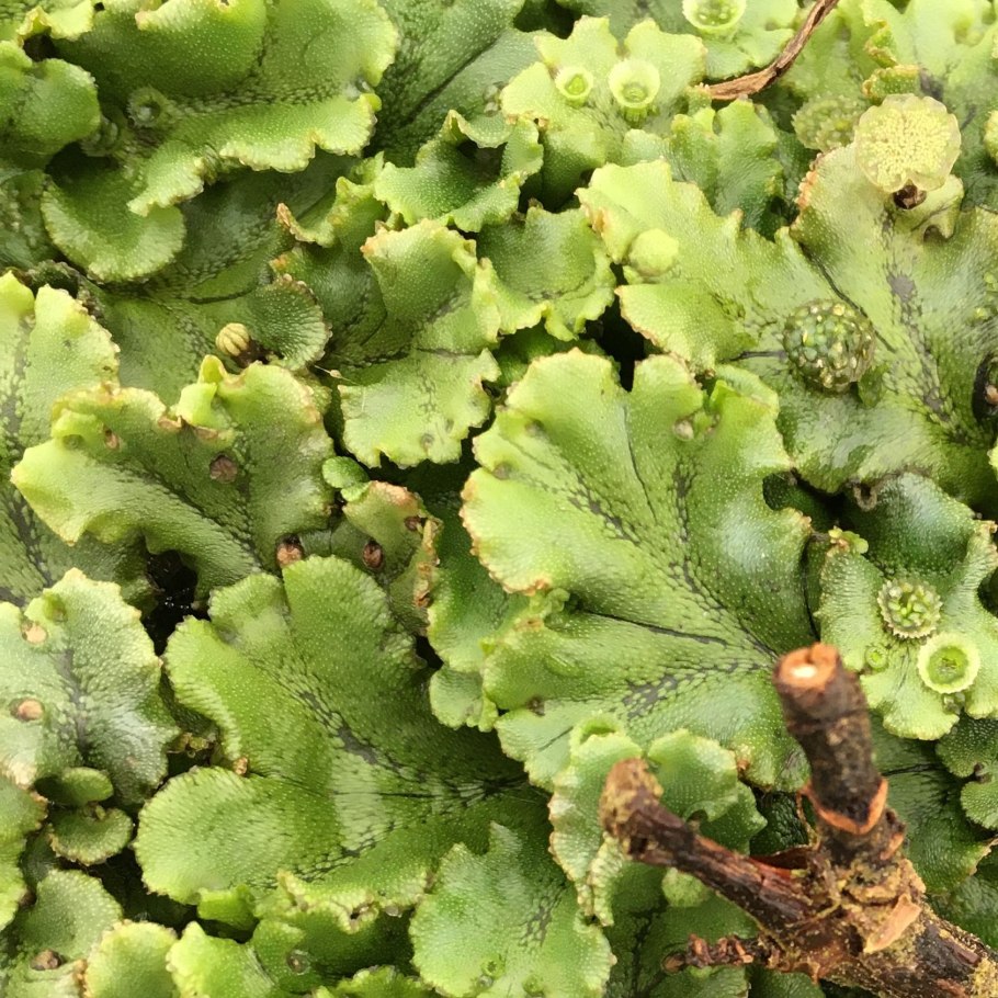 Маршанция полиморфная