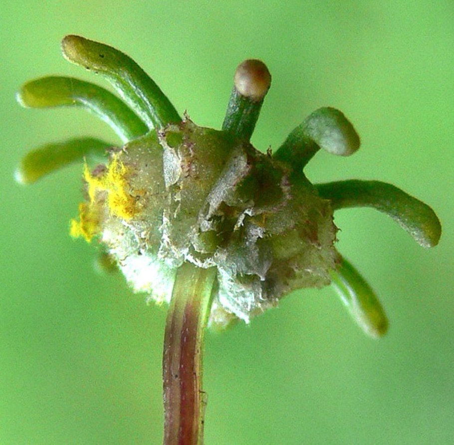 Пластинки Ассимиляторы на листе маршанция