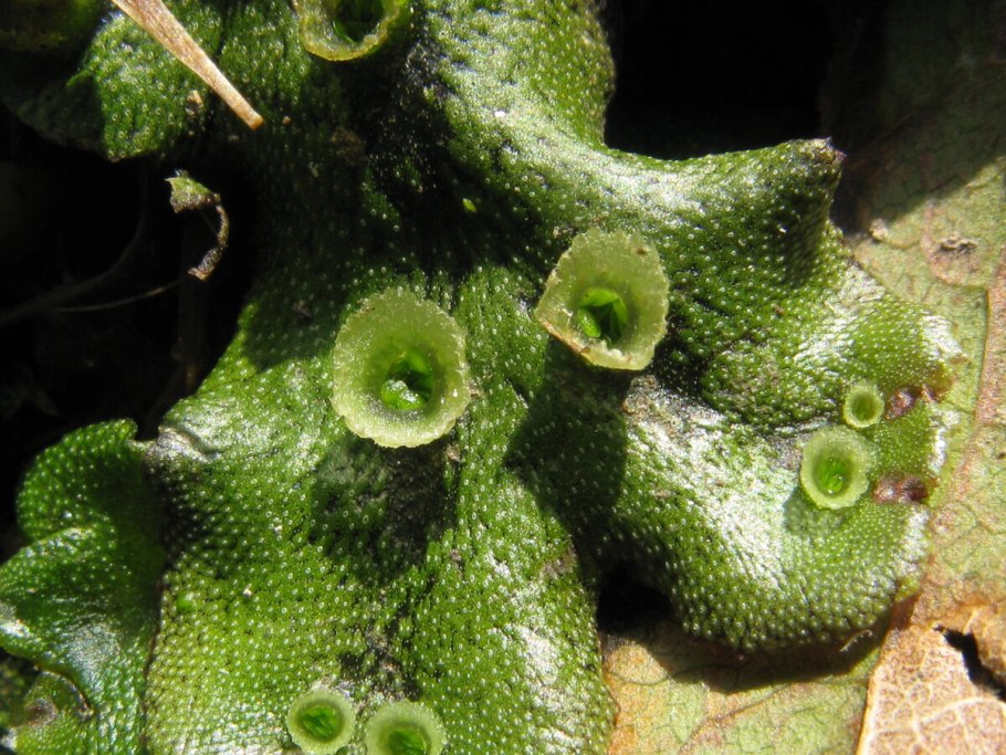 Маршанция изменчивая