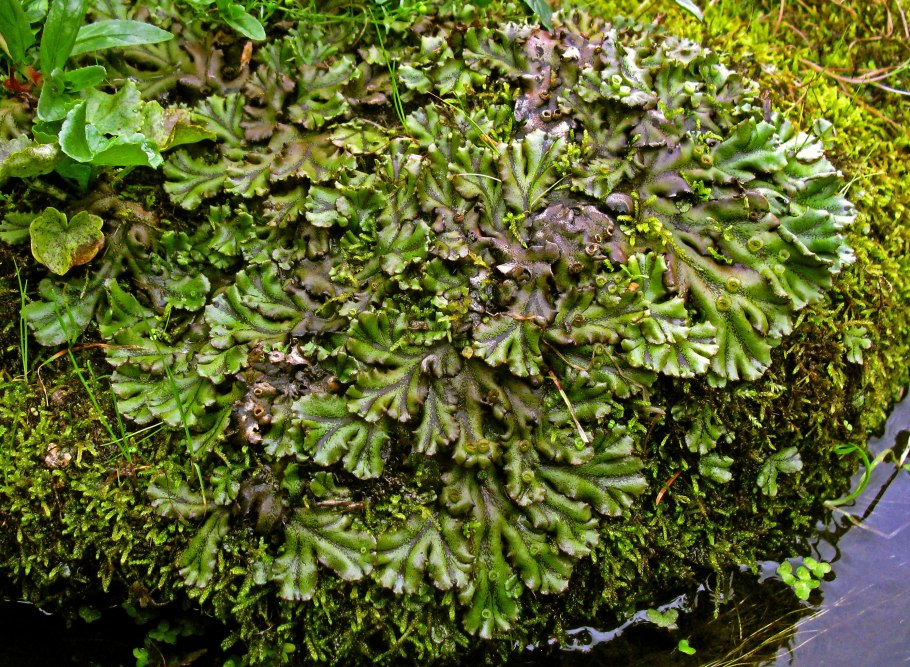 Печеночный мох маршанция