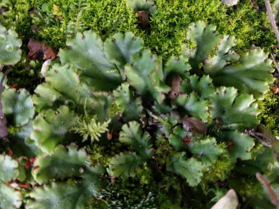 Маршанция заросток