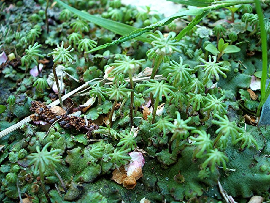 Marchantia polymorpha