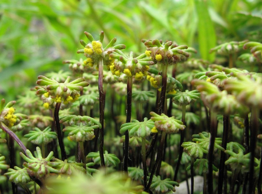 Печеночники маршанция