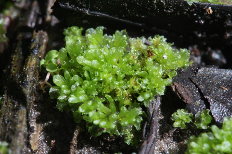 Выводковая почка маршанции