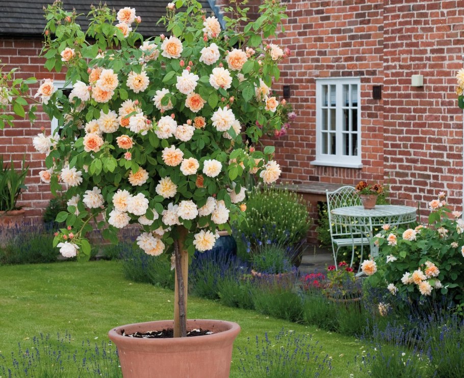 Роза штамбовая Прайд