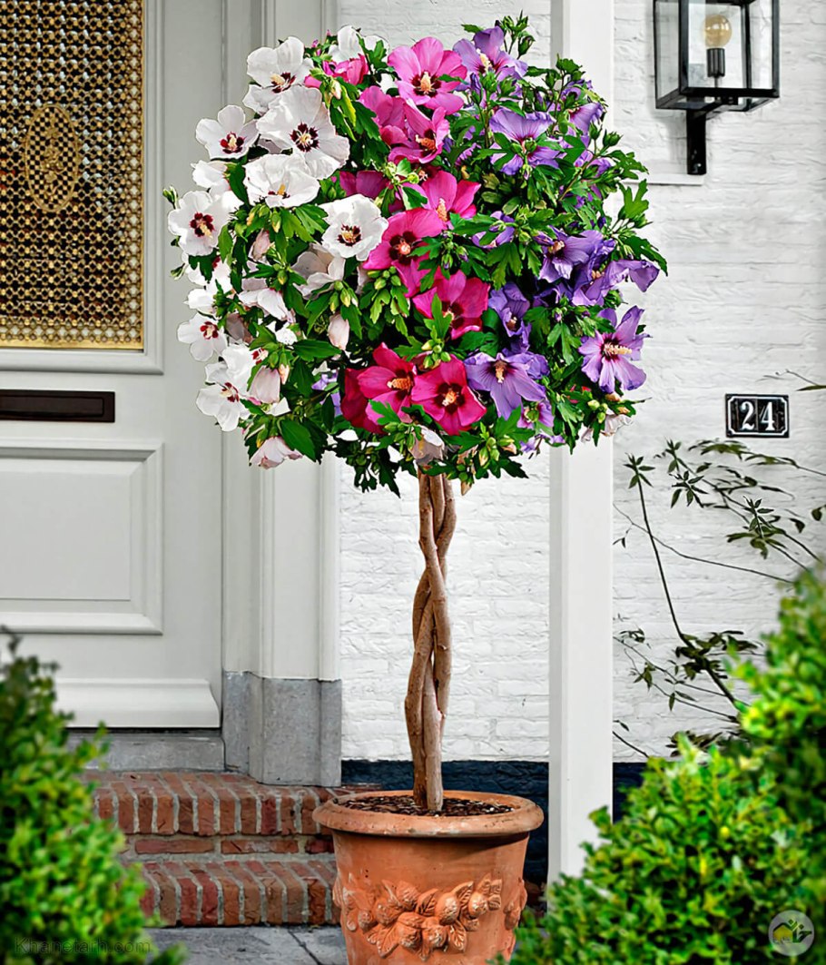 Гибискусы сирийские древовидные