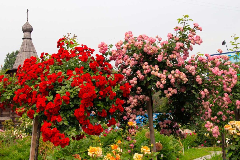 Роза штамбовая Майсур