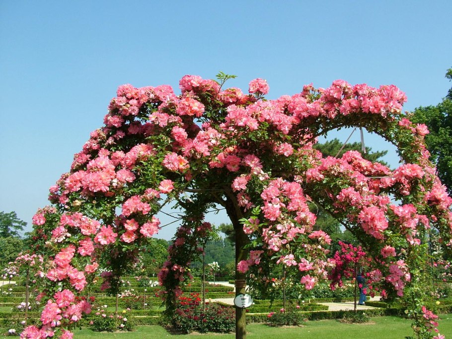 Штамбовая роза