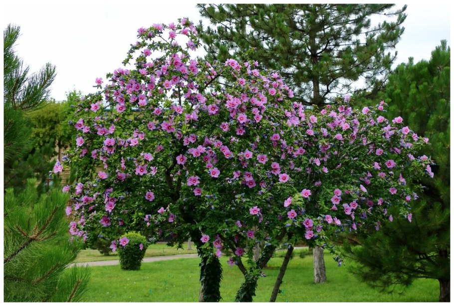 Сирийская роза гибискус