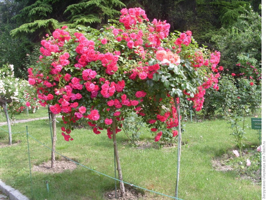 Роза штамбовая Прайд