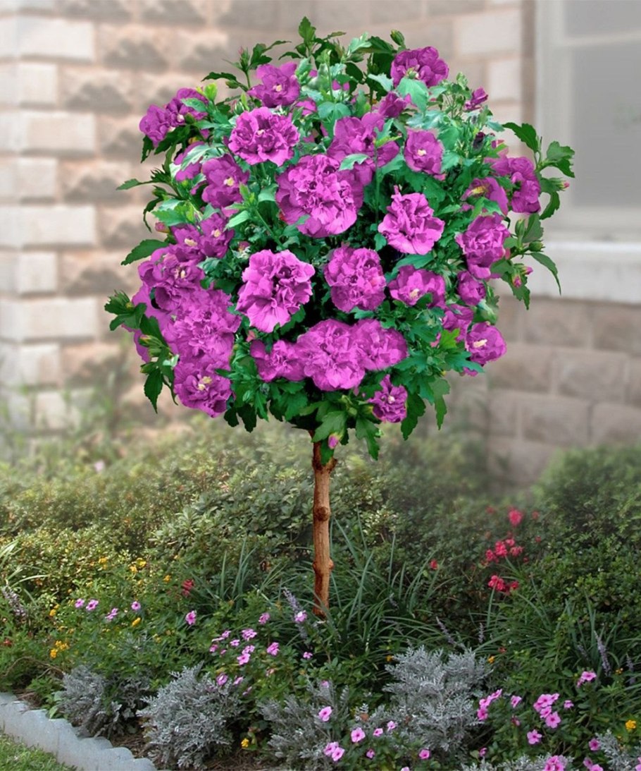 Гибискус древовидный