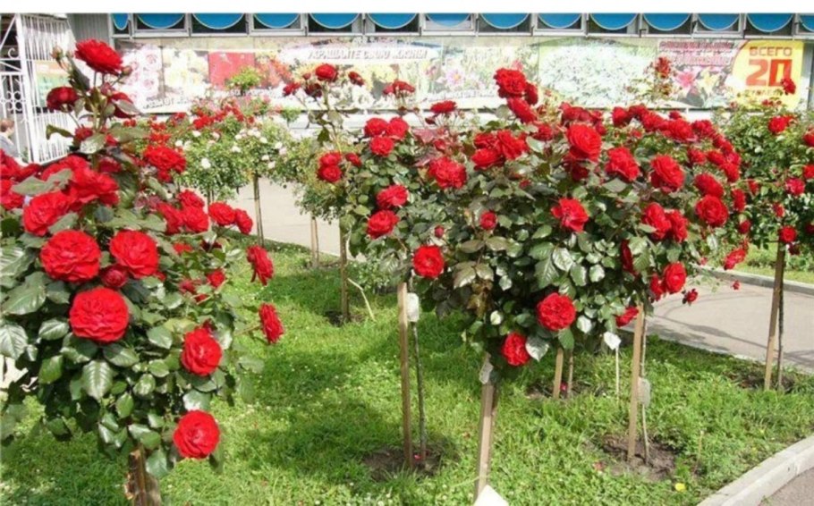 Роза штамбовая Ингрид Бергман