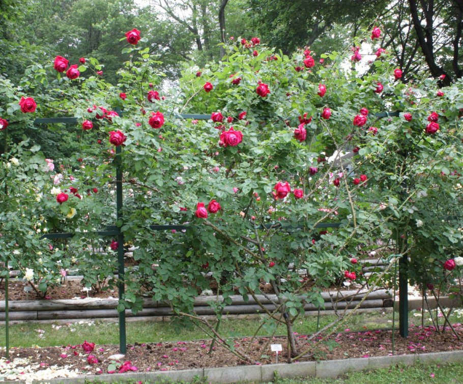 Роза штамбовая Майсур