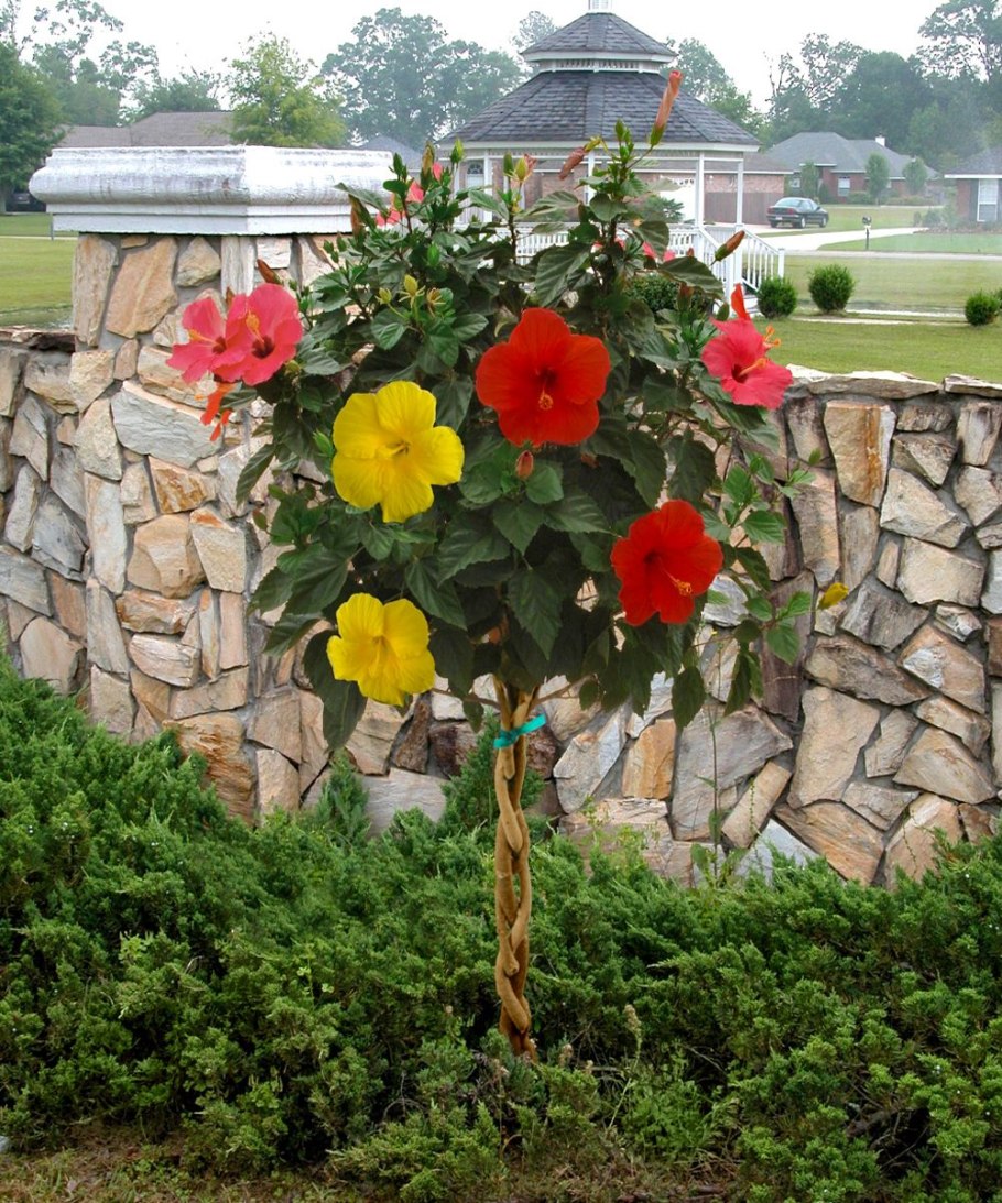 Гибискус штамбовый уличный