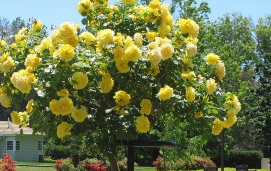 Роза штамбовая Майсур