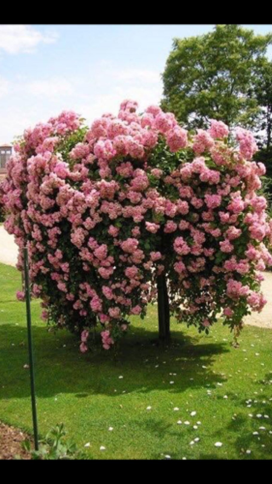 Штамбовая роза Белла Вита