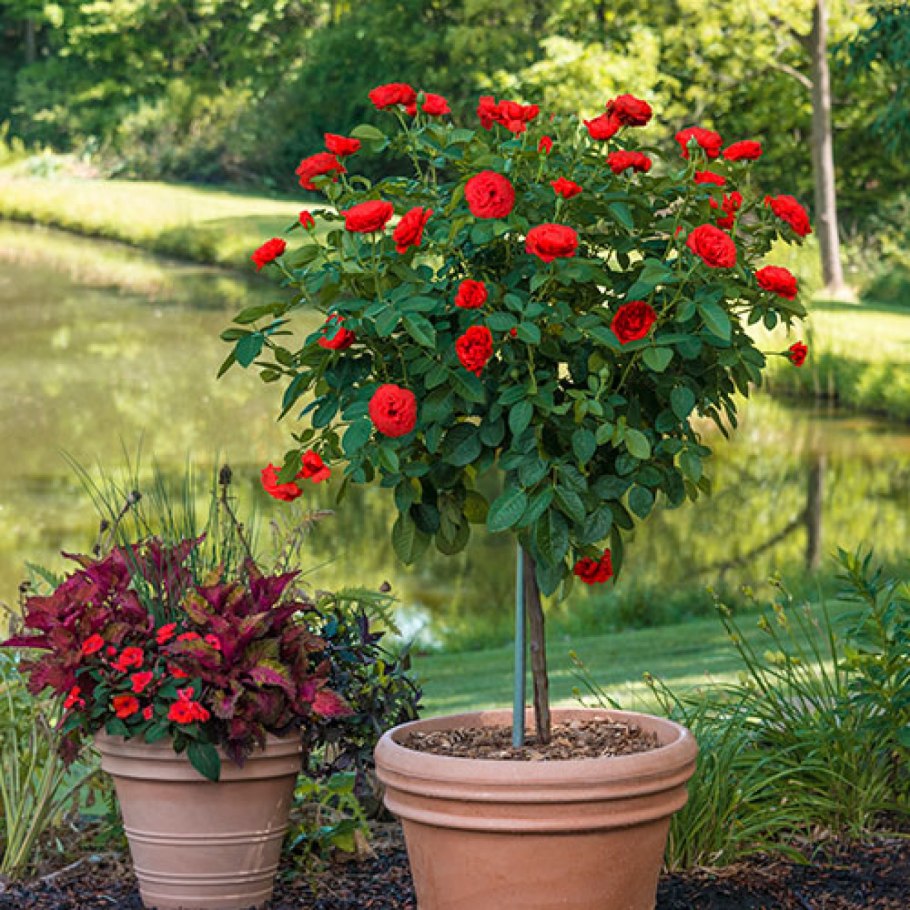 Низкорастущая роза дерево