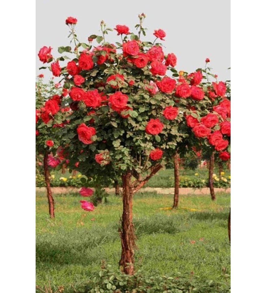 Штамбовая роза красная