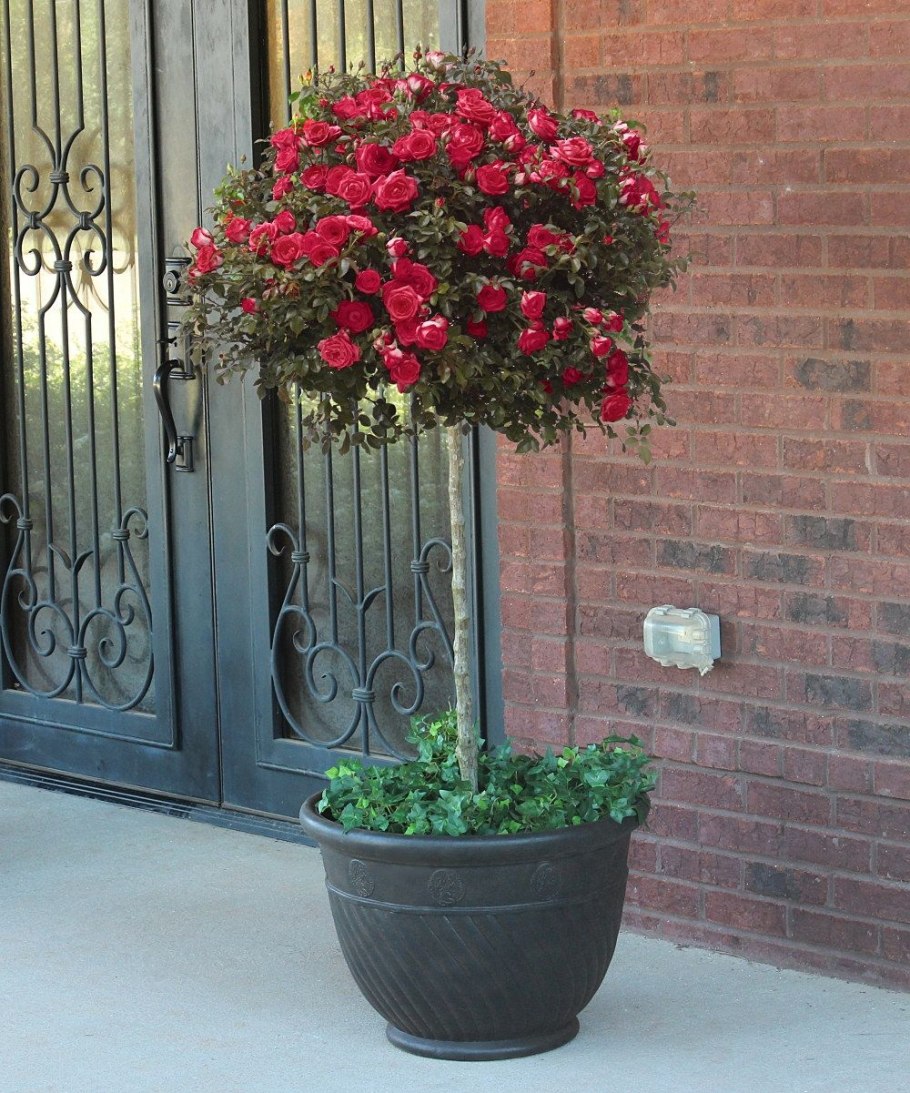 Роза дерево уличная