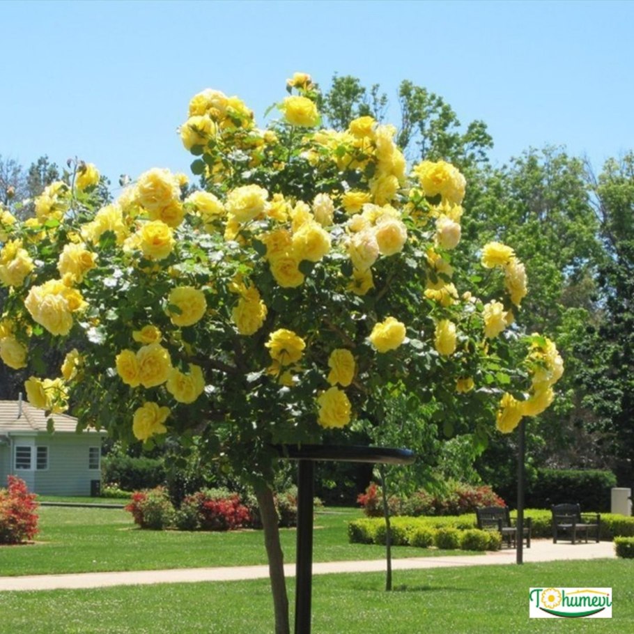 Роза штамбовая Шарлотта