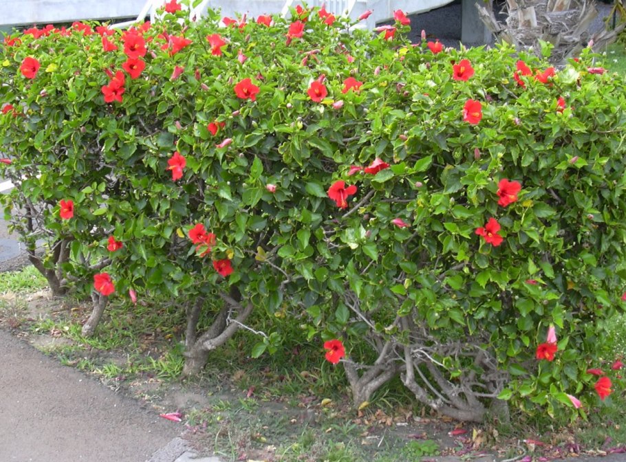 Гибискус китайский куст