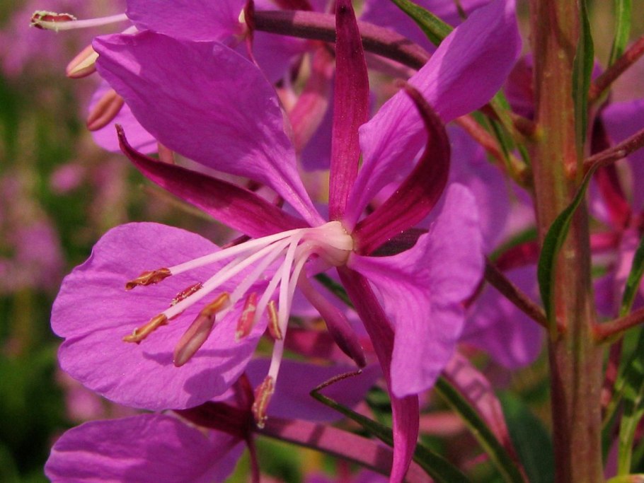 Иван-чай узколистный