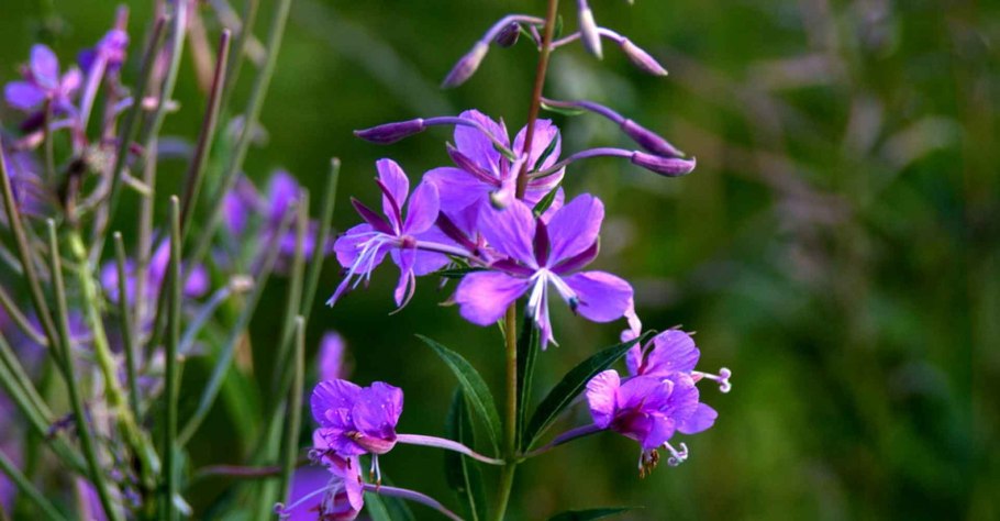 Иван-чай узколистный