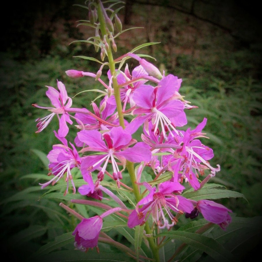 Кипрей Луговой