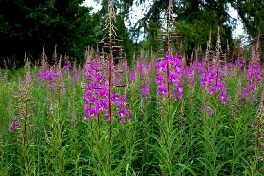 Кипрей узколистный узколистный