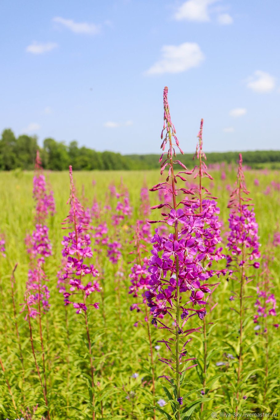 Кипрей Луговой