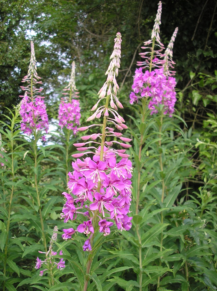 Кипрей узколистный иван чай