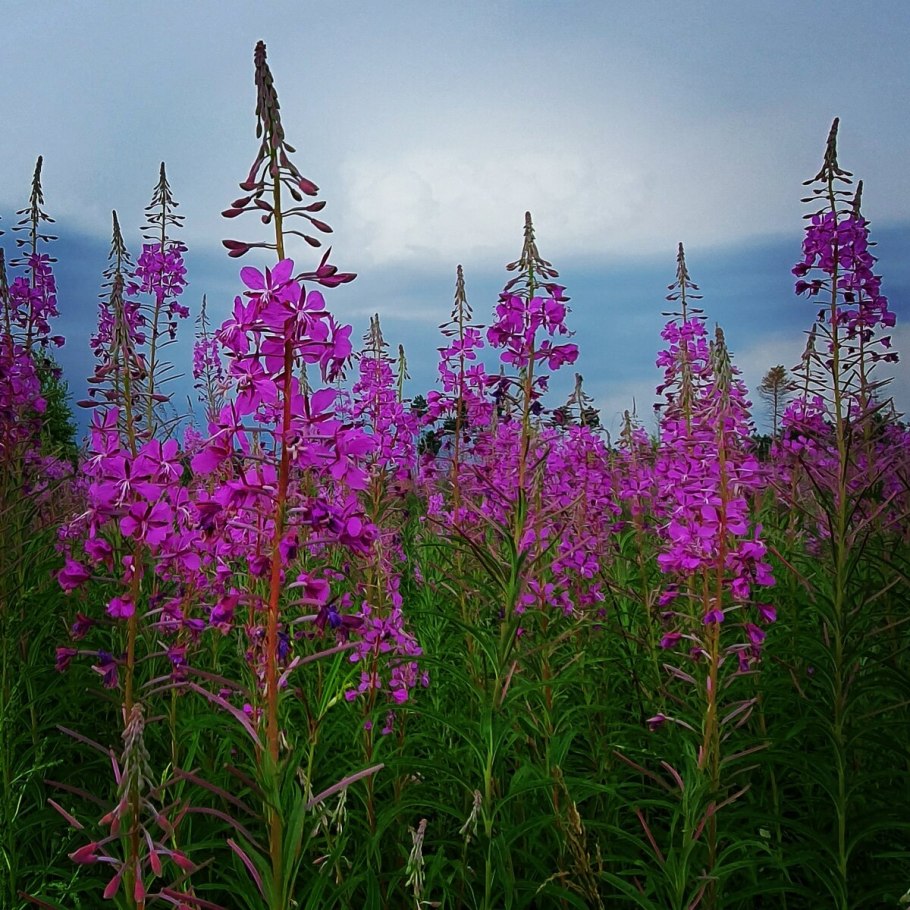 Кипер узколистный кипрей