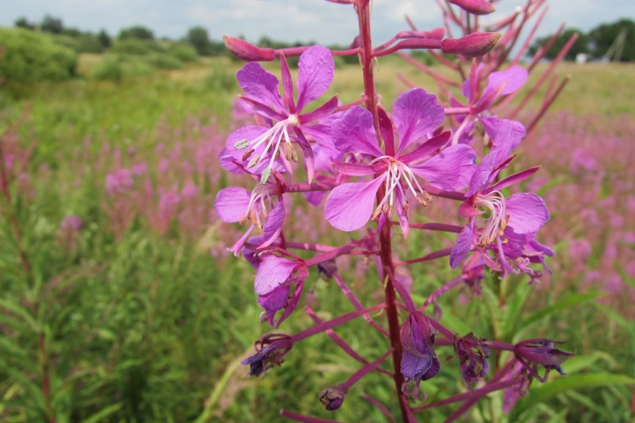 Кипрея трава Иван-чай
