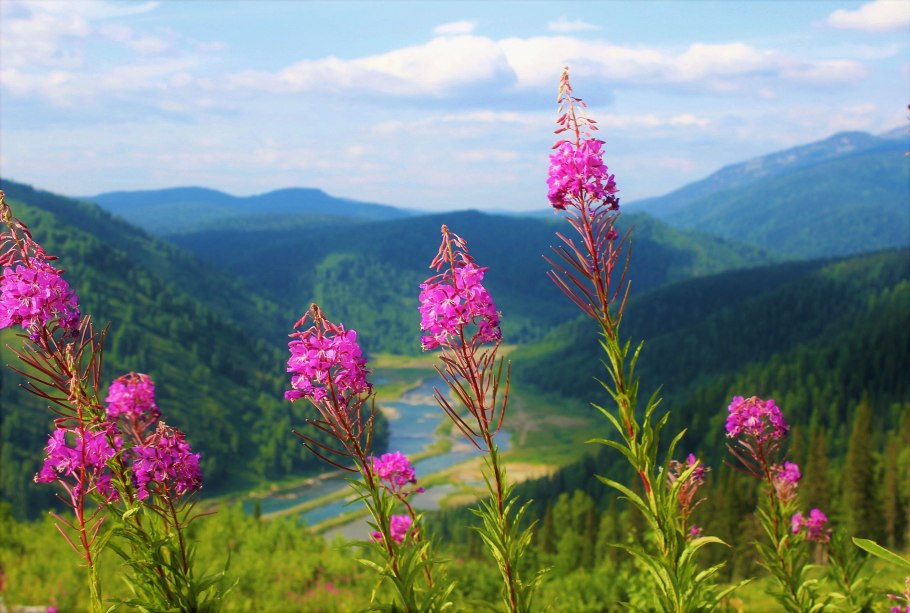 Кипрей узколистный