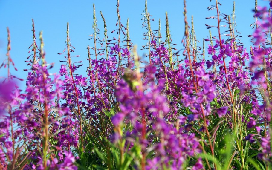 Иван-чай узколистный