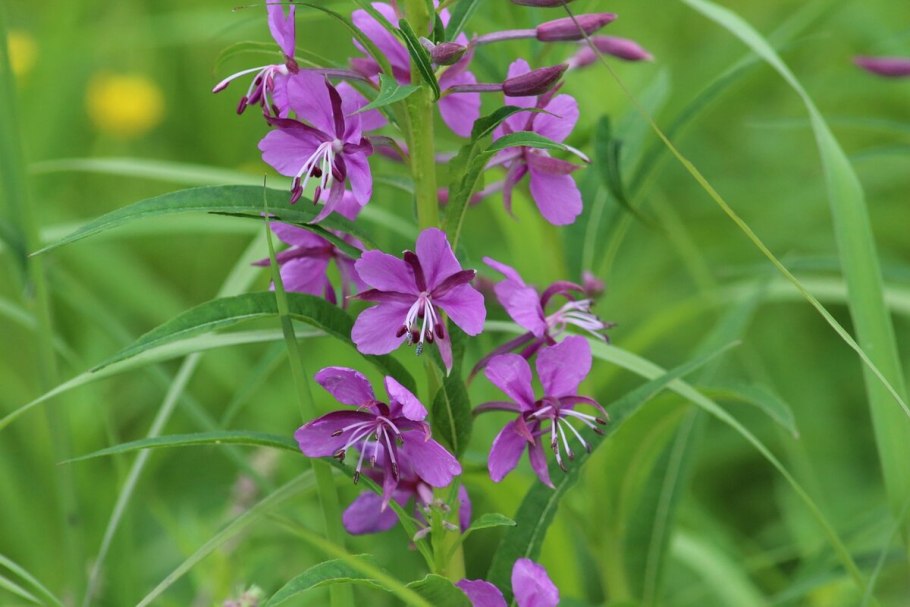 Хаменерион узколистный, Иван-чай
