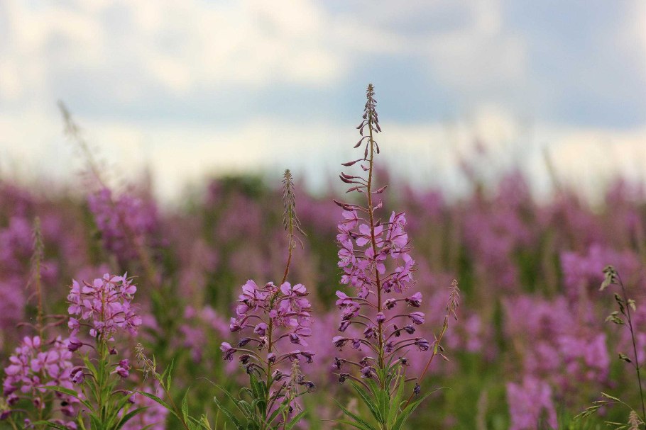 Кипрей узколистный