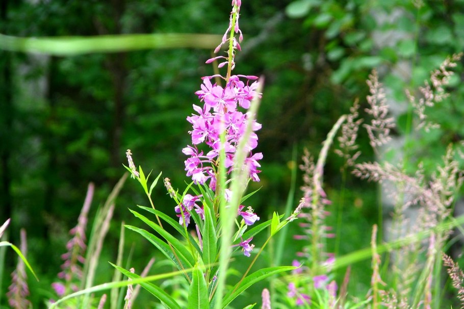Иван-чай узколистный