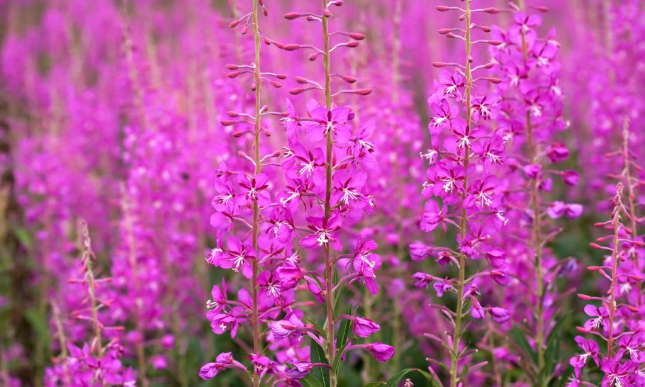 Кипрей узколистный